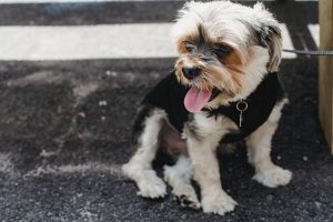 bw leash