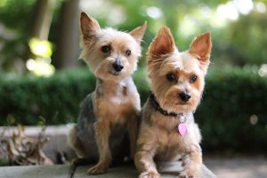 duo