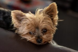 on sofa