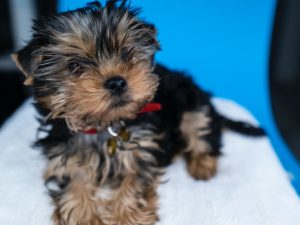 puppy