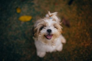 puppy outside