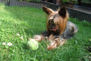 tennis ball