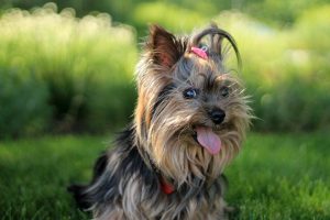 tongue out grass