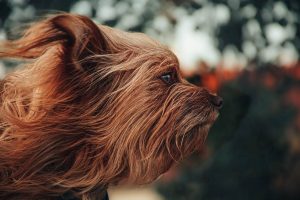 windswept